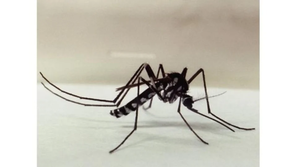 Febre Amarela: saúde reforça importância da prevenção após confirmação de caso no Tocantins