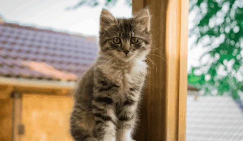 Dia Mundial do Gato (17/2): veja frases para enviar neste dia