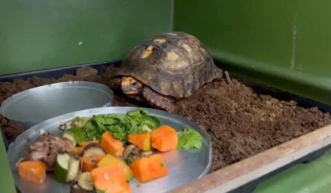 Moradora de Palmas revela: ‘Pensamos que era infiltração e achamos um jabuti’