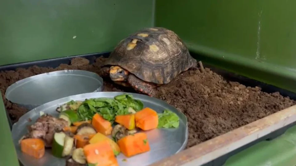 Moradora de Palmas revela: ‘Pensamos que era infiltração e achamos um jabuti’
