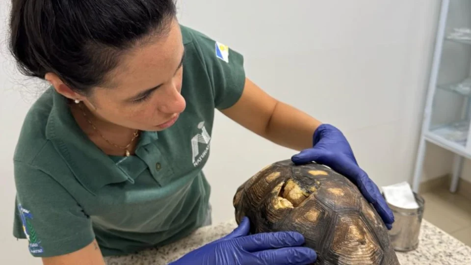 Jabuti resgatado após 10 anos preso embaixo de piso recebe atendimento veterinário em Palmas