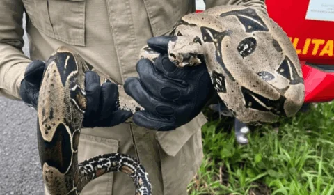 Bombeiros resgatam jiboia de 1,5 metro dentro de residência em Sena Madureira