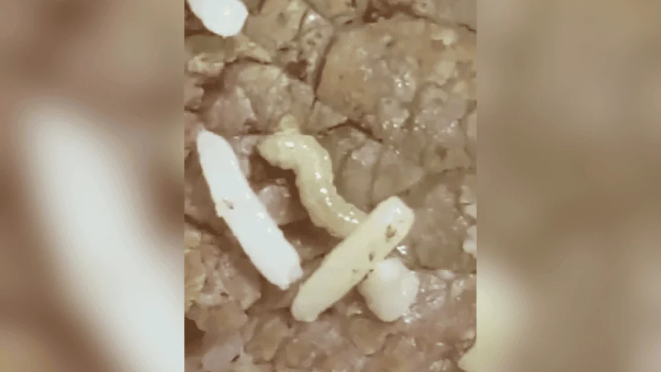 Funcionária denuncia larva na comida de hospital estadual em Roraima
