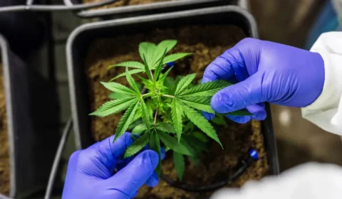 STF forma maioria contra recurso sobre porte da maconha; entenda o que está em jogo