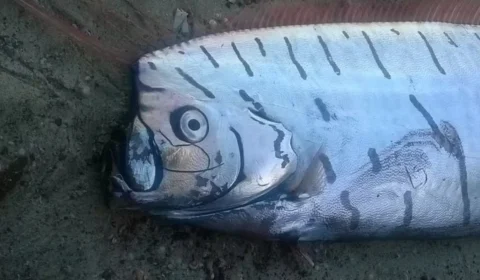 ‘Peixe do fim do mundo’: espécie rara é avistada no México