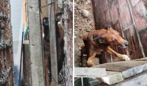 Mulher que deixava cachorros sem água e comida é presa em Manaus