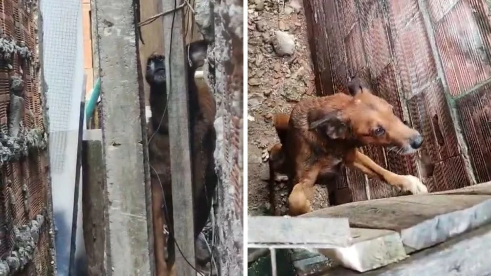 Mulher que deixava cachorros sem água e comida é presa em Manaus