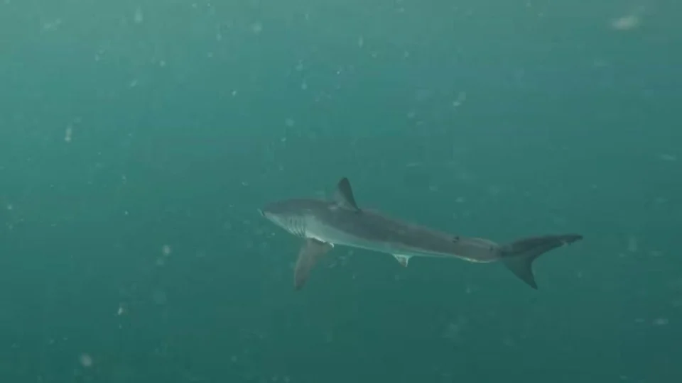 Brasil registra presença de tubarão mais rápido do mundo; saiba onde e os riscos