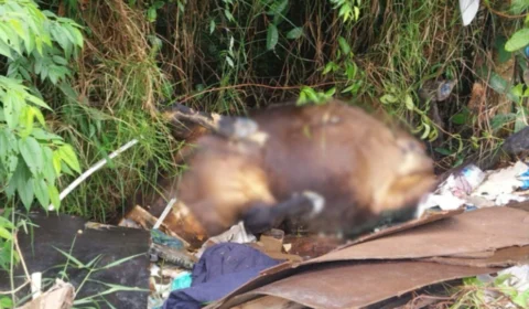 Cavalos são encontrados mortos em área de mata do Distrito Industrial, em Manaus; veja o vídeo