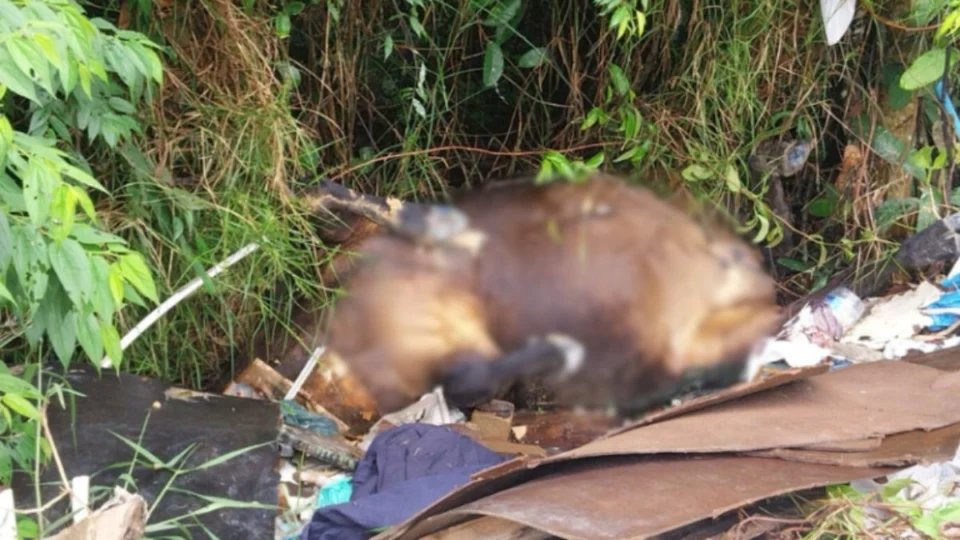 Cavalos são encontrados mortos em área de mata do Distrito Industrial, em Manaus; veja o vídeo