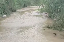 Crânio com perfuração é encontrado em igarapé no bairro Val Paraíso, em Manaus; veja vídeo