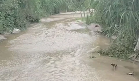 Crânio com perfuração é encontrado em igarapé no bairro Val Paraíso, em Manaus; veja vídeo