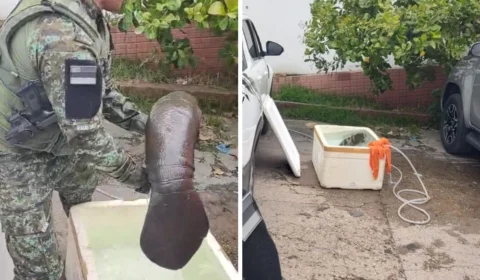 Filhote de peixe-boi encalhado à margem de um rio é resgatado em Manaus; veja vídeo