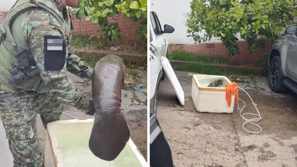Filhote de peixe-boi encalhado à margem de um rio é resgatado em Manaus; veja vídeo