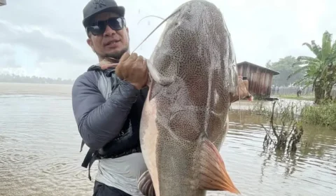 Impressionante! Pirarara gigante é capturada no Rio Madeira em Rondônia; veja vídeo