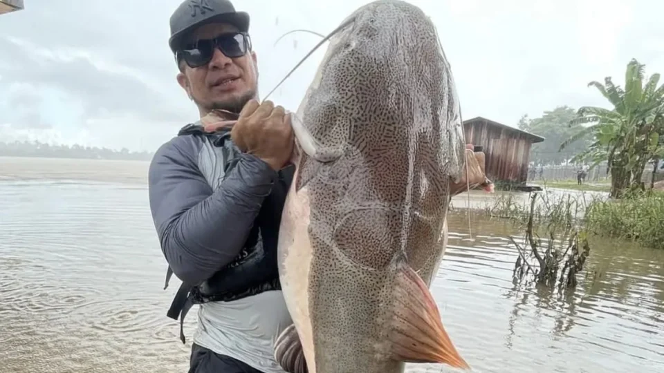 Impressionante! Pirarara gigante é capturada no Rio Madeira em Rondônia; veja vídeo