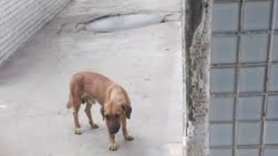 Policial é suspeito de matar cadela a tiros na frente de hospital em Manaus