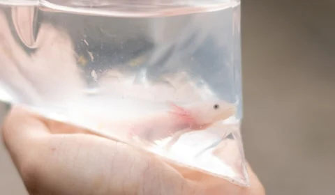 Salamandras exóticas são resgatadas em encomenda nos Correios de Manaus