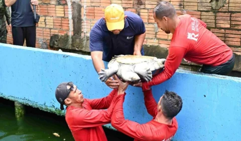 Morador do Parque dez é multado em R$ 195 mil por manter mais de 70 animais em casa em Manaus