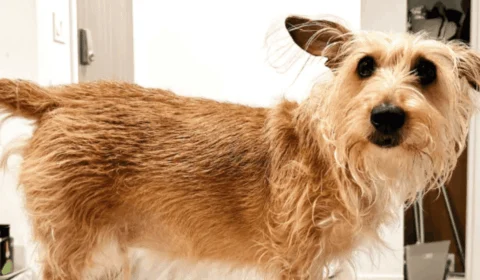 Caramelo? Cachorro ‘fiapo de manga’ rouba a cena e é o novo queridinho da galera