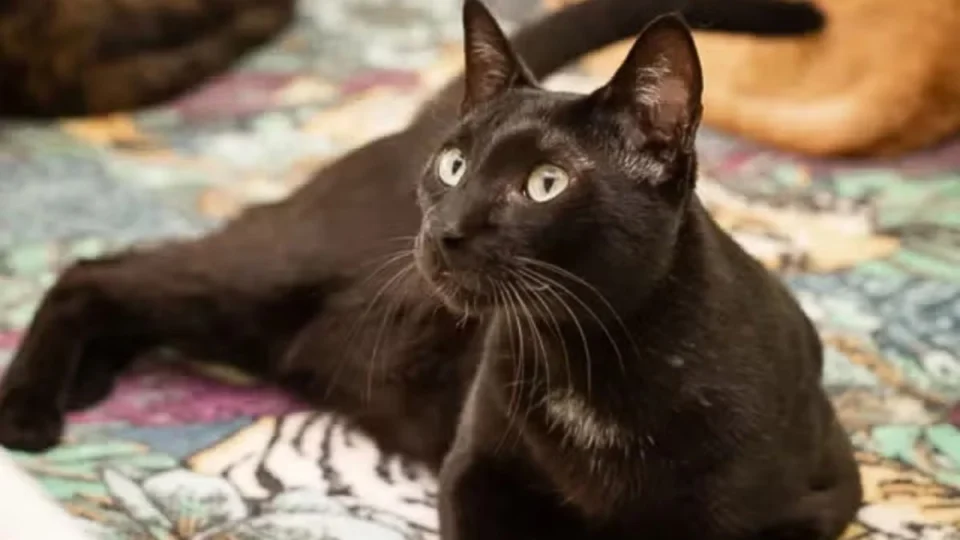 Castração gratuita de cães e gatos em Manaus: agendamento inicia hoje (21); veja datas e documentos