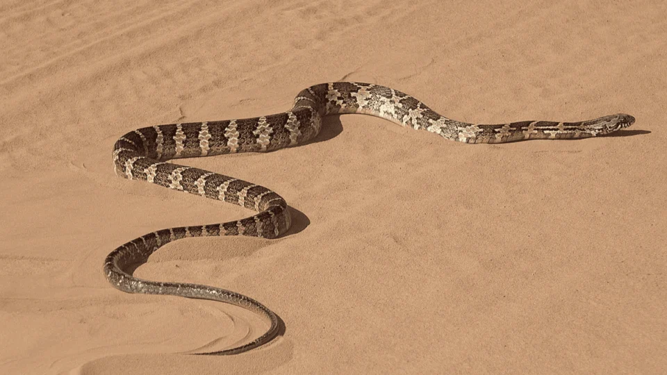 Menina de 7 anos é picada por cobra em Blumenau e recebe atendimento médico