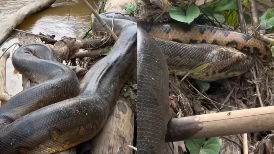 VÍDEO: cobra sucuri é flagrada por morador em rio de Rolim de Moura e impressiona web com seu tamanho