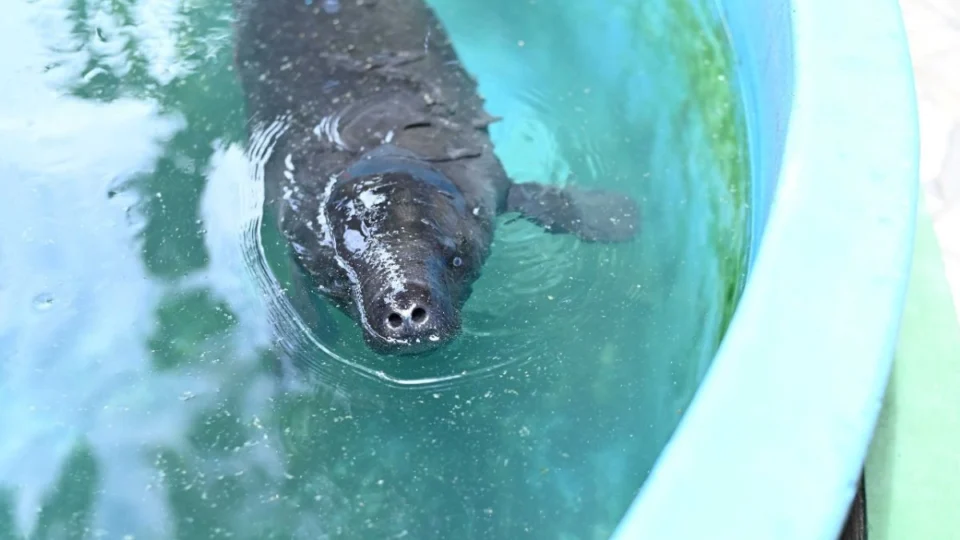 Filhote de peixe-boi é acolhido após ser resgatado no interior do Amazonas