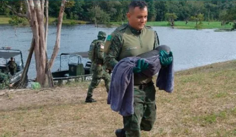 Filhote de peixe-boi é resgatado perto de uma casa em Parintins, no Amazonas