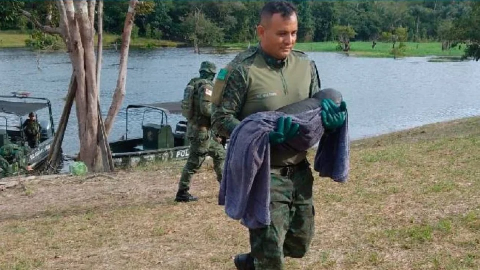 Filhote de peixe-boi é resgatado perto de uma casa em Parintins, no Amazonas