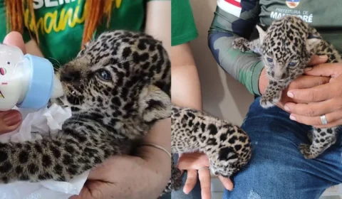 Filhotes de onça-pintada de apenas duas semanas são resgatados no Amazonas; veja vídeo