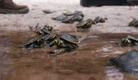 Mais de 18 mil filhotes de quelônios são soltos na natureza no interior do Amazonas
