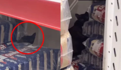 VÍDEO: gatinha é encontrada com filhotes em prateleiras de supermercado em Porto Velho