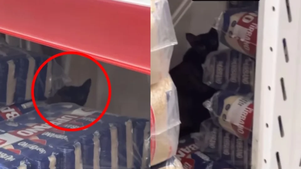 VÍDEO: gatinha é encontrada com filhotes em prateleiras de supermercado em Porto Velho