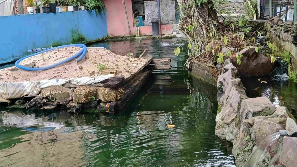 Homem é multado por criar tartarugas, pirarucus e tambaquis ilegalmente em casa, em Manaus