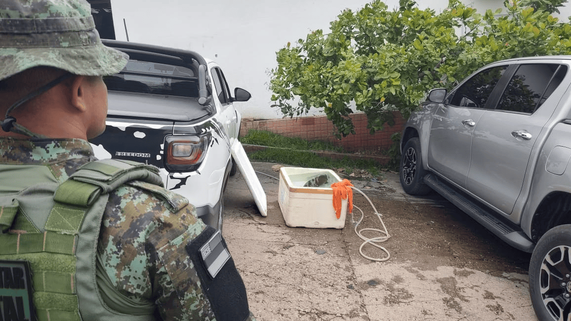 Filhote de peixe-boi é resgatado em Manaus