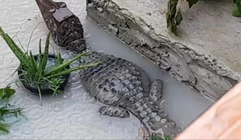 Visita inesperada: jacaré surge na porta de uma casa durante chuva em Manaus; veja vídeo