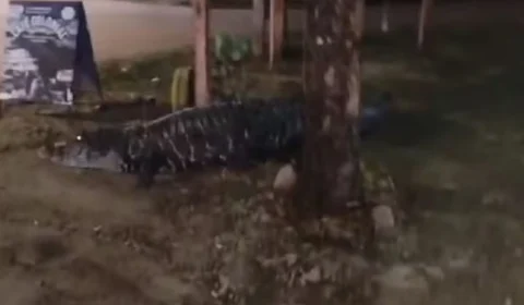 VÍDEO: jacaré convive com moradores em bairro de Porto Velho há 7 anos e atende pelo nome