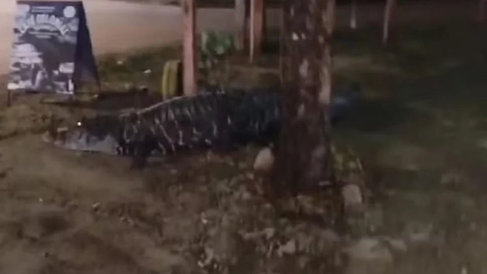 VÍDEO: jacaré convive com moradores em bairro de Porto Velho há 7 anos e atende pelo nome