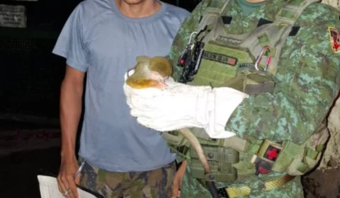 Macaco-de-cheiro é resgatado debilitado em avenida de Manaus