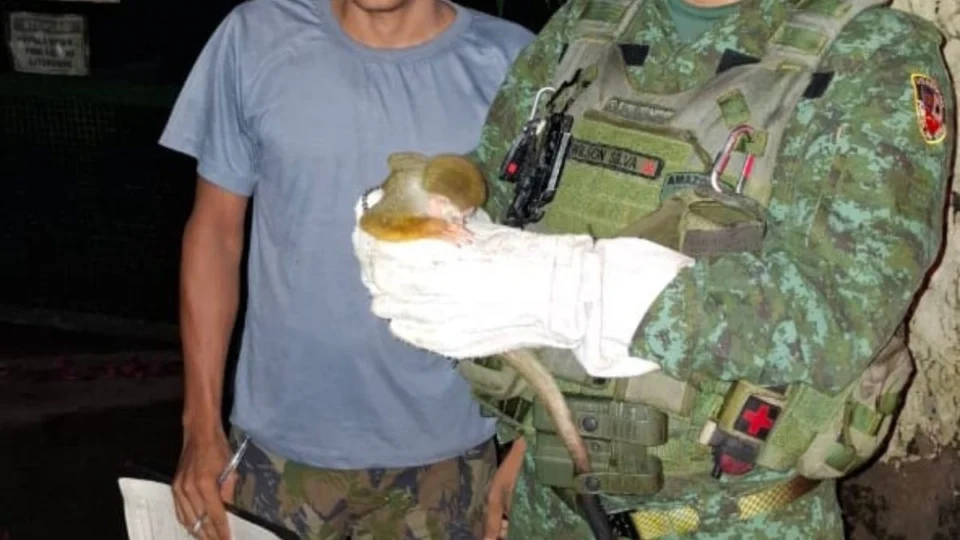 Macaco-de-cheiro é resgatado debilitado em avenida de Manaus