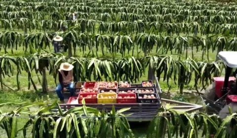 Rio Preto da Eva quer se tornar o maior produtor de pitaya do Amazonas