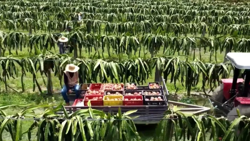 Rio Preto da Eva quer se tornar o maior produtor de pitaya do Amazonas