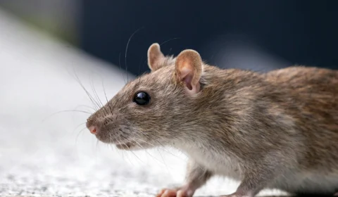 Leptospirose: guia de cuidados, prevenção e sintomas durante as enchentes