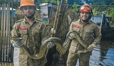 Sucuri-verde é resgatada em área urbana de Cruzeiro do Sul pelo Corpo de Bombeiros