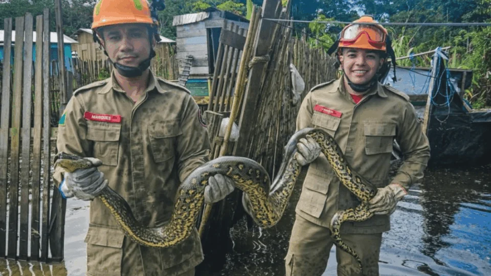 Sucuri-verde é resgatada em área urbana de Cruzeiro do Sul pelo Corpo de Bombeiros