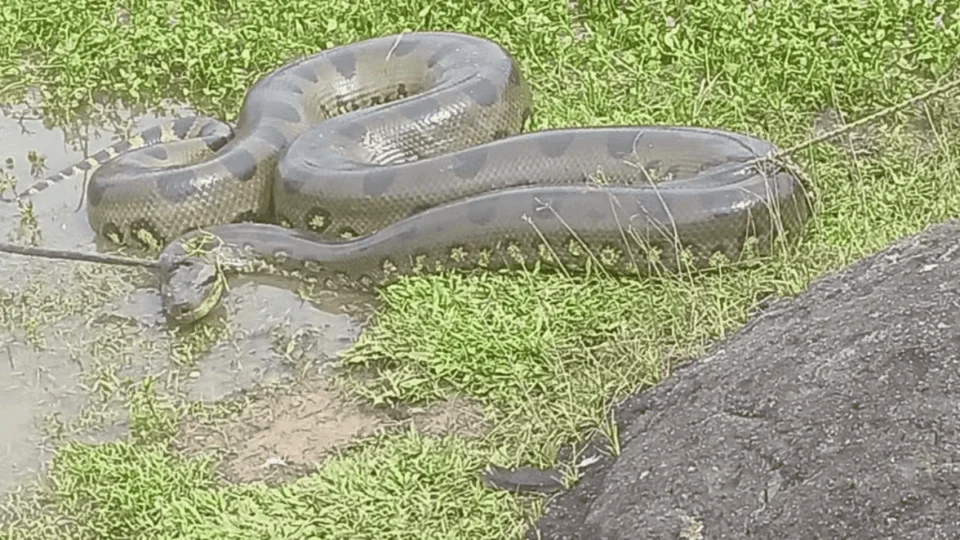 Sucuri gigante é resgatada após atacar um marreco em área alagada no interior do Acre