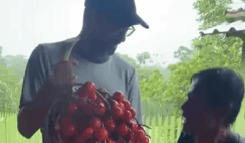 Susto! Vereador do Acre recebe cacho de pupunha com cobra entre as frutas