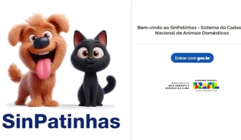 Como fazer o RG animal? Veja sistema gratuito para cães e gatos do governo federal