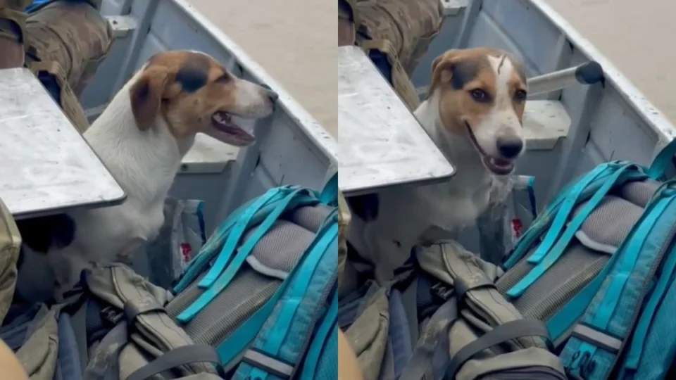 Cachorro é resgatado após ser abandonado por garimpeiros no Amazonas; veja vídeo